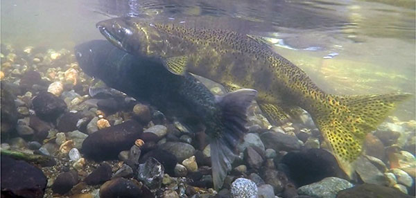 Chinook salmon spawning in Thornton creek.