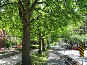 Street trees in Seattle.