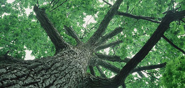 New Maps for Tree Public Notices & Tree Tracking Data Now Available ...