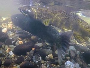 Salmon swimming in a river.