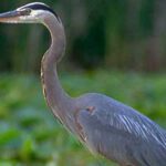 Bird in a marshy area representing an Environmentally Critical Area