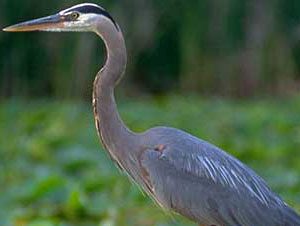 Help Shape Seattle’s Environmental Critical Areas Update
